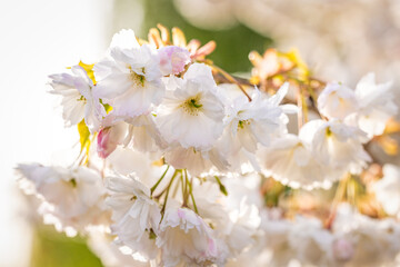 White cherry blossoms blooming in spring sunlight