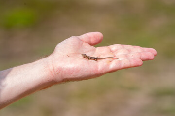 little lizard in nature on hand