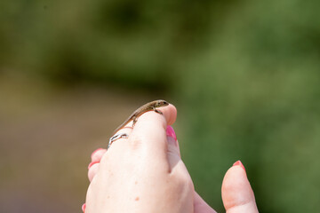 little lizard in nature on hand