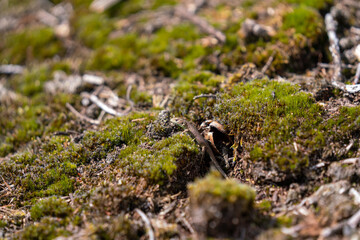 moss on a rock