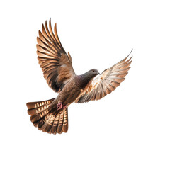 Obraz premium Dove Flying Isolated on White Background Transparent PNG background.