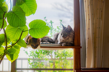 ハンモックで眠るベンガル猫とサバトラ猫 