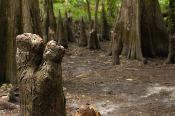 Ancient Mangrove stump depth of field to green bushes in background. Hillsborough River State Park Tampa Florida USA