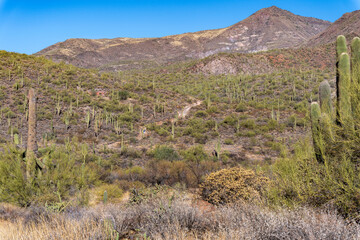 A trail in the Arizona desert
