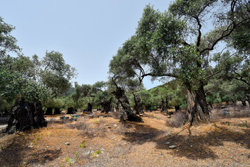 Greece, Thassos, Olive Farm