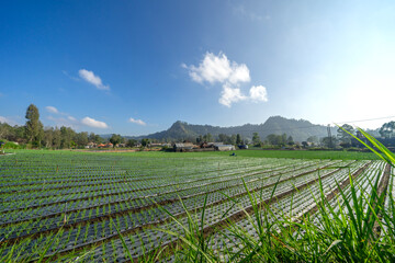 Vegetable and shallot farming fields in Kintamani, Bali