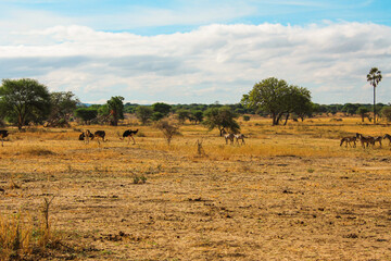 African wild zebras and ostriches in the African savannah.
