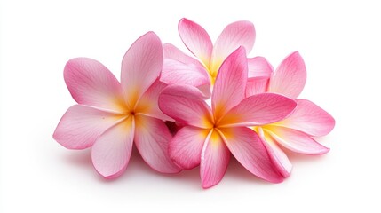 frangipani isolated on white background