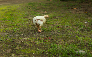 White chicken on outdoor, Concept of caring farming or agriculture. An eco-friendly or organic farm. Free cage hen, happy and healthy chicken in outdoor farm. Field farmyard.