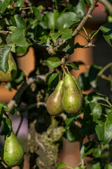 pears growing on tree nature eat food fruit