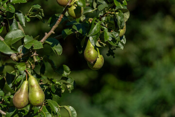 pears growing on tree nature eat food fruit
