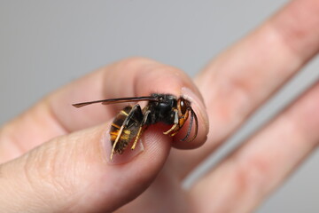Close-up on the invasive Asian hornet, Vespa velutina