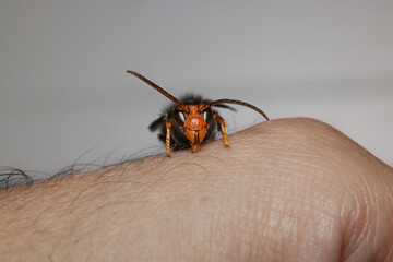 Close-up on the invasive Asian hornet, Vespa velutina