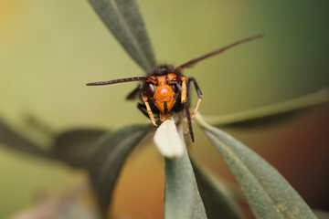 Close-up on the invasive Asian hornet, Vespa velutina