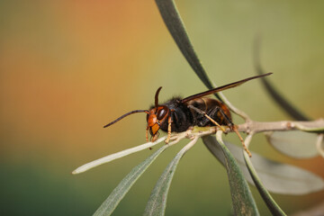 Close-up on the invasive Asian hornet, Vespa velutina