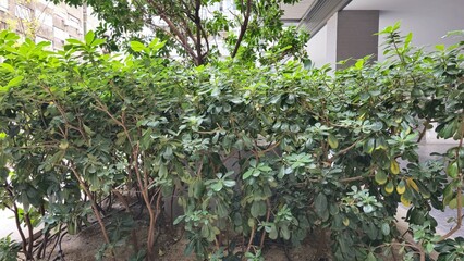 Dense Green Bushes