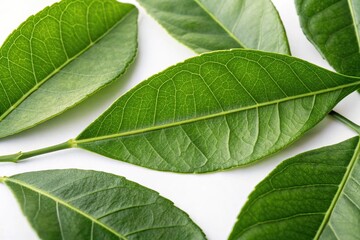 Obraz premium A close-up shot of individual fresh green citrus leaves against a crisp white background showcasing intricate veins, botanical illustration, macro photography, succulent, citrus, foliage