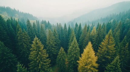 Obraz premium Aerial view of a lush evergreen forest with misty mountains in the background, showcasing varying shades of green and a hint of yellow foliage.