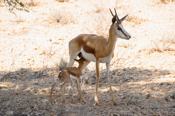 Springbok cub feeds from mother