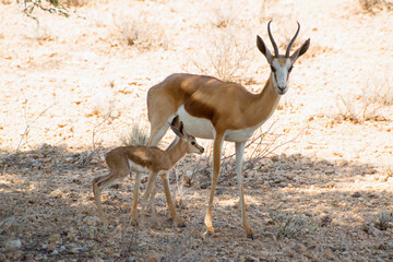 Springbok cub feeds from mother