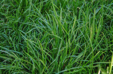 green grass background