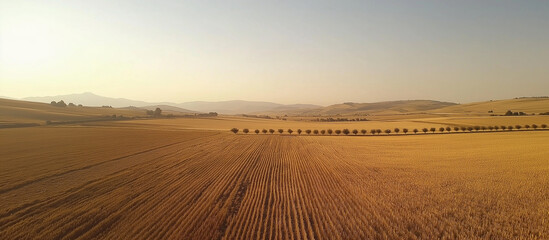 Fototapeta premium Sunny farm field, Wheat farm house Painting background