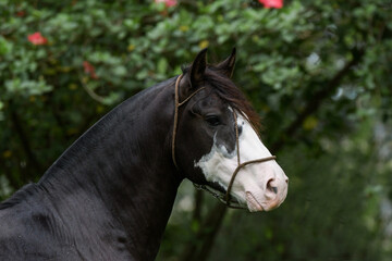 Pampero de Santo Aniceto Caballos Criollo Cavalo Crioulo © Agustina