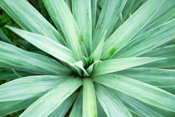 A captivating close-up of Sisal (Agave sisalana) leaves, sharp and dynamic in their spiral arrangement, reflecting resilience and natural symmetry in soft, diffused light