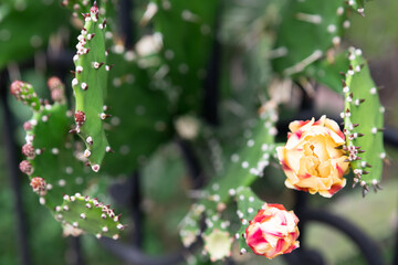 The dramatic contrast of soft Drooping prickly pear (Opuntia monacantha) flowers against spiky pads, symbolizing nature's delicate yet resilient balance, captured in striking close-up detail