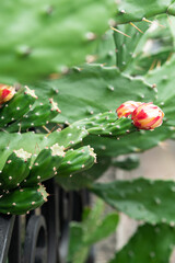 Vibrant Drooping prickly pear (Opuntia monacantha) flowers in full bloom against green cactus pads, capturing the stark contrast between the sharp spines and the softness of nature's beauty