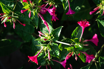 Four o'clock flower (Mirabilis jalapa) in vibrant pink, poised gracefully among lush green foliage, evoking a sense of vibrant serenity, symbolizing the interplay of growth and quiet beauty
