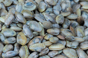 Fresh clams straight from the sea, Ready to cooking.