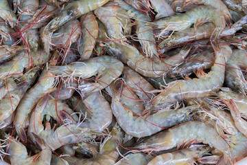 Fresh shrimp sold in the fresh markets of Thailand.