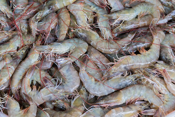 Fresh shrimp sold in the fresh markets of Thailand.
