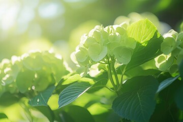 Obraz premium Close-Up of Green Leaves on Hydrangea Bush in Natural Light on a Sunny Day