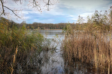 Serene Lake with Reeds and Forested Shoreline