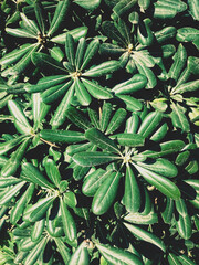 Close-up of glossy, broad green leaves under sunlight, creating vibrant outdoor texture