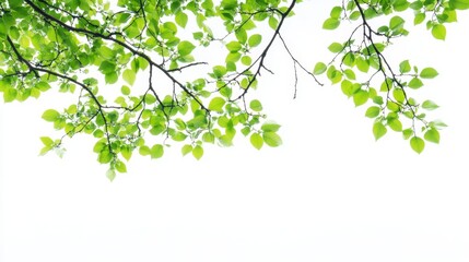 Obraz premium Green tree leaves and branches isolated on white background