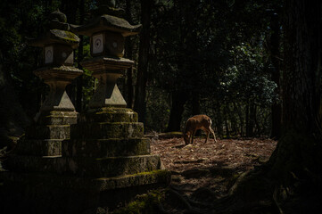 Naklejka premium Nara Deer