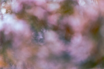 png artistique, ressource graphique pour arrière plan, billes de bokeh artistique, flou, blanc, vert, mauve et nuances de couleurs variées 