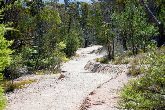path in the woods