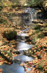 Autumn Creek