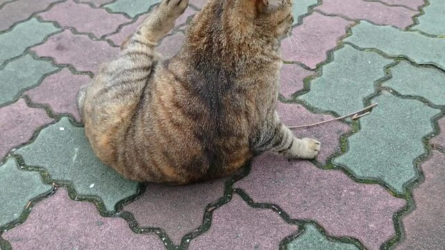 公園の猫２
