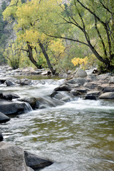 Autumn River with Golden Trees