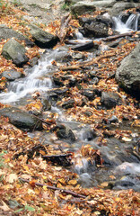 Leaf-Laden Stream