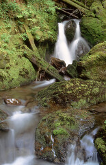 Mossy Waterfall in Forest