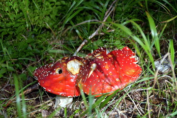 Nahaufnahme eines roten Fliegenpilzes