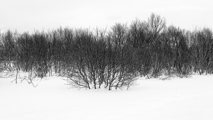 Winter Barcode. Row of short trees in the snow covered field. 