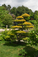 Crimea, Yalta, Japanese garden with decorative tree