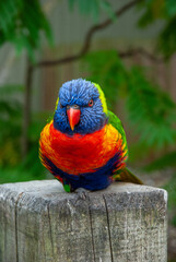 Vibrant Rainbow Lorikeet Perched in Tropical Foliage